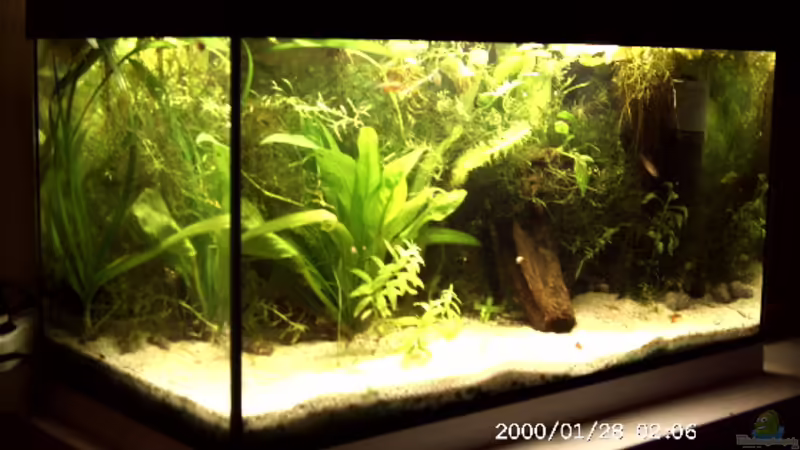 Aquarium Hauptansicht von Becken 2761 Aquarium Hauptansicht von Becken 2761