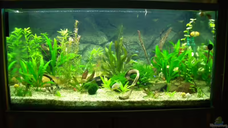 Aquarium Hauptansicht von Becken 2767 Aquarium Hauptansicht von Becken 2767