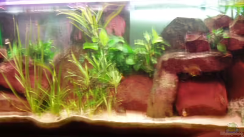 Aquarium Hauptansicht von Becken 2770 Aquarium Hauptansicht von Becken 2770