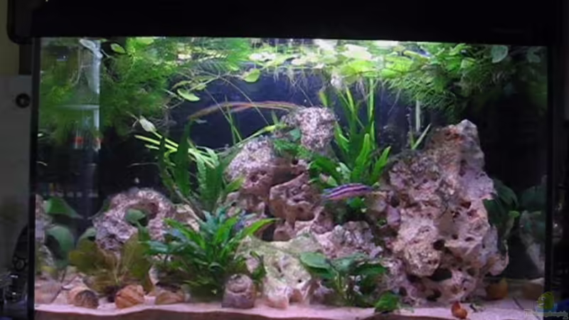 Aquarium Hauptansicht von Becken 2773 Aquarium Hauptansicht von Becken 2773