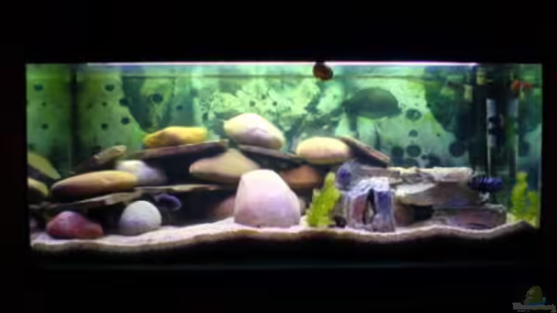 Aquarium Hauptansicht von Becken 2779 Aquarium Hauptansicht von Becken 2779