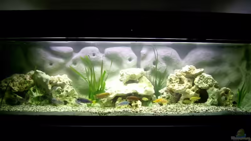 Aquarium Hauptansicht von Becken 278 Aquarium Hauptansicht von Becken 278