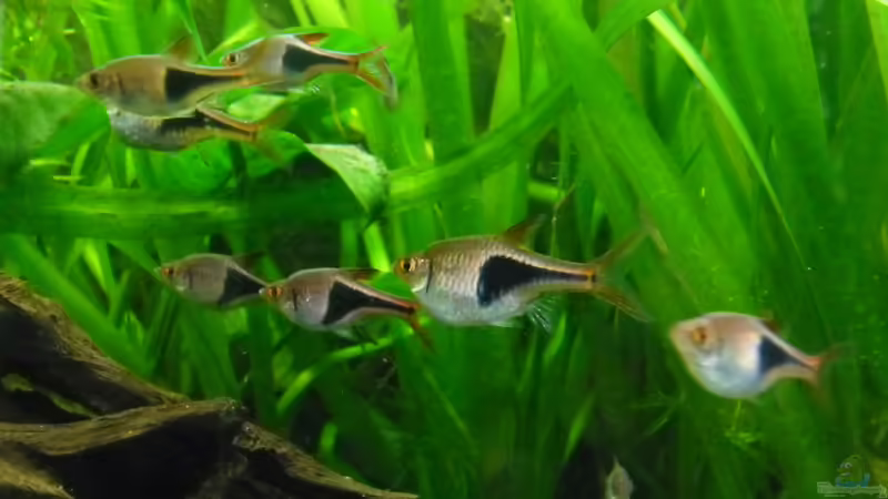 Aquarium Hauptansicht von Becken 27826 (Nur noch als Beispiel) Aquarium Hauptansicht von Becken 27826 (Nur noch als Beispiel)