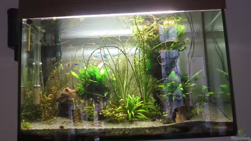 Aquarium Hauptansicht von Becken 27839 Aquarium Hauptansicht von Becken 27839