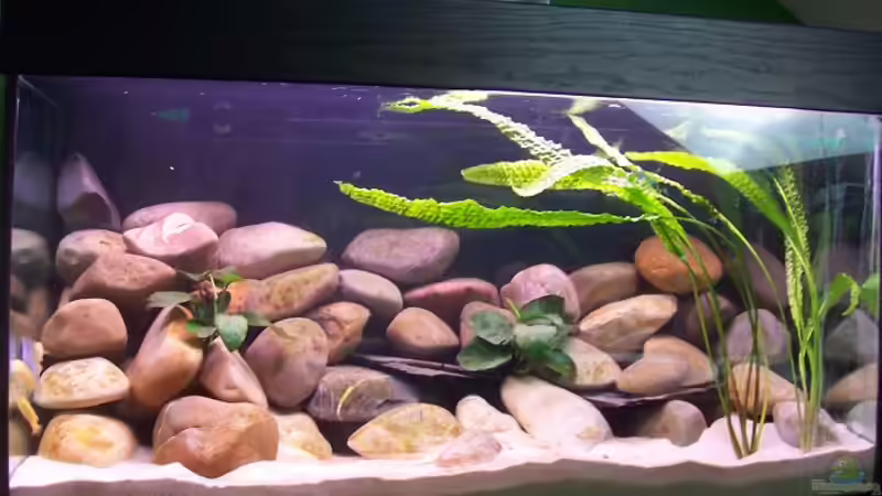 Aquarium Hauptansicht von Becken 2798 Aquarium Hauptansicht von Becken 2798