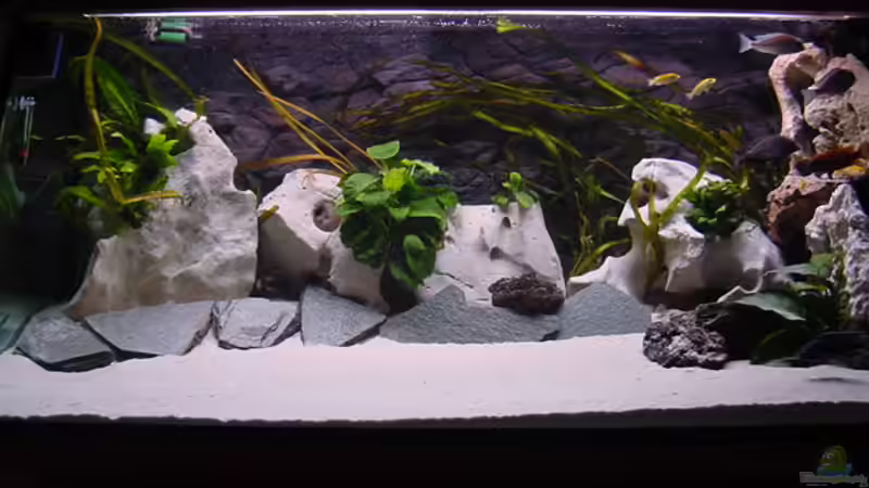 Aquarium Hauptansicht von Becken 281 Aquarium Hauptansicht von Becken 281