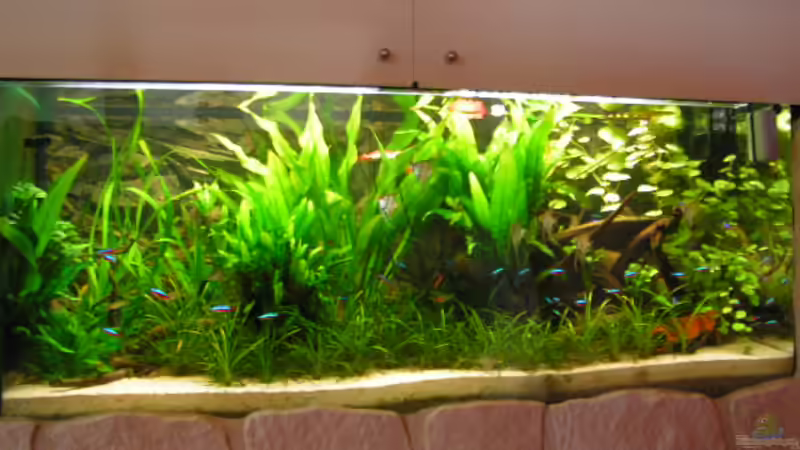 Aquarium Hauptansicht von Becken 2813 Aquarium Hauptansicht von Becken 2813