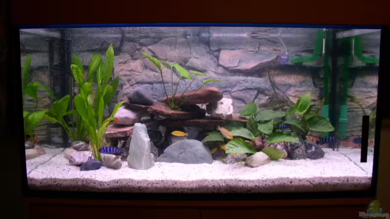 Aquarium Hauptansicht von Becken 283 Aquarium Hauptansicht von Becken 283