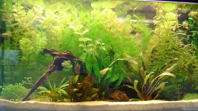 Aquarium Hauptansicht von Becken 2836 Aquarium Hauptansicht von Becken 2836