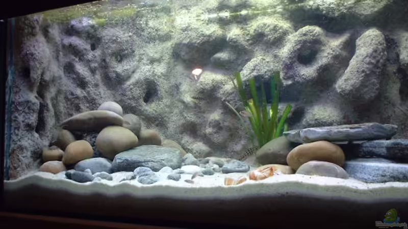 Aquarium Hauptansicht von Becken 286 Aquarium Hauptansicht von Becken 286