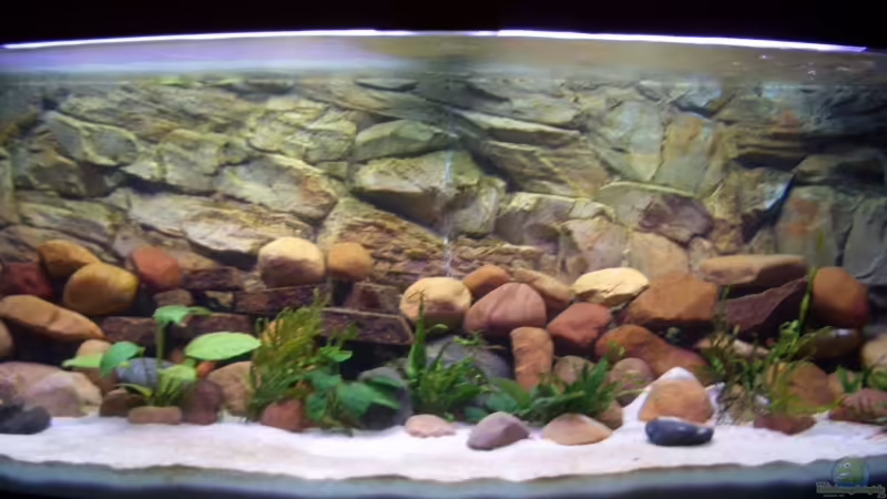 Aquarium Hauptansicht von Becken 2860 Aquarium Hauptansicht von Becken 2860