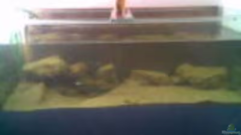 Aquarium Hauptansicht von Becken 2868 Aquarium Hauptansicht von Becken 2868