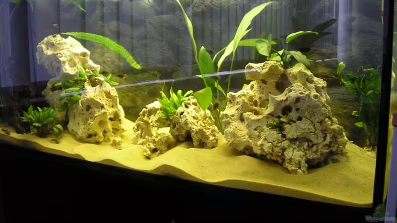 Aquarium Hauptansicht von Becken 2872 Aquarium Hauptansicht von Becken 2872