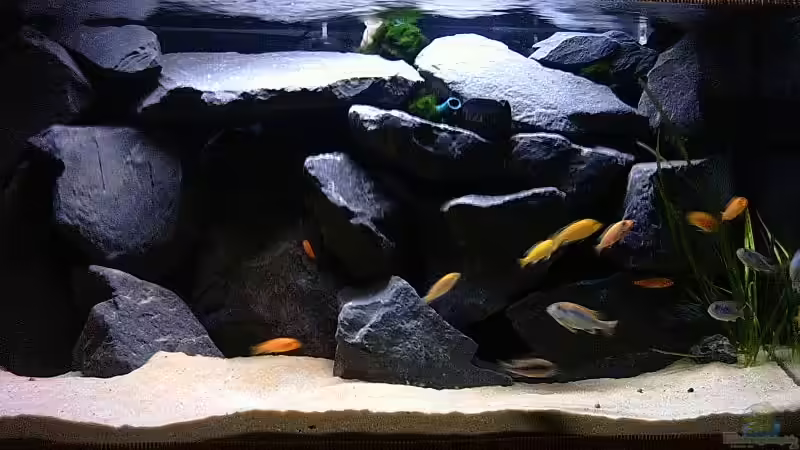 Aquarium Hauptansicht von Becken 2873 Aquarium Hauptansicht von Becken 2873