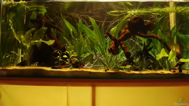 Aquarium Hauptansicht von Becken 2884 Aquarium Hauptansicht von Becken 2884