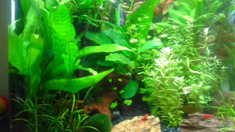 Aquarium Hauptansicht von Becken 28876 Aquarium Hauptansicht von Becken 28876