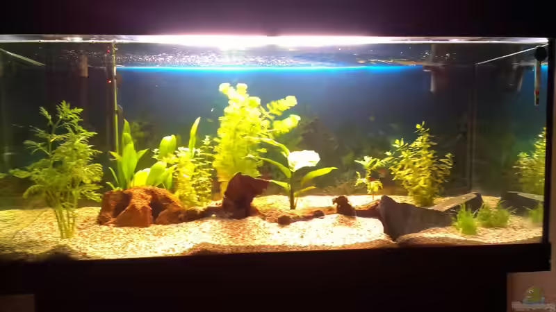 Aquarium Hauptansicht von Becken 28944 Aquarium Hauptansicht von Becken 28944