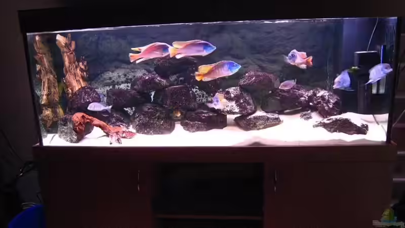 Aquarium Hauptansicht von Becken 2898 Aquarium Hauptansicht von Becken 2898