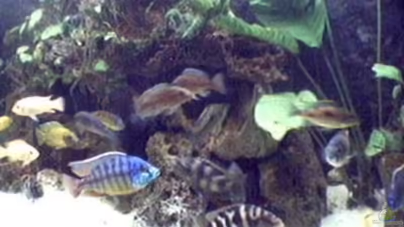 Aquarium Hauptansicht von Becken 29 Aquarium Hauptansicht von Becken 29