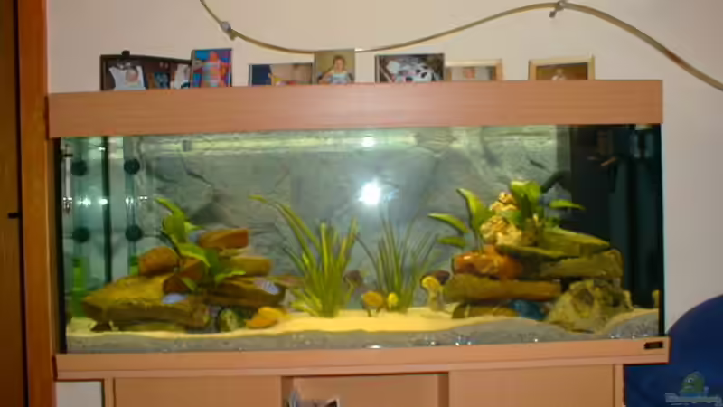 Aquarium Hauptansicht von Becken 290 Aquarium Hauptansicht von Becken 290