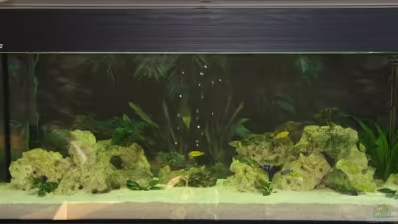 Aquarium Hauptansicht von Becken 2912 Aquarium Hauptansicht von Becken 2912