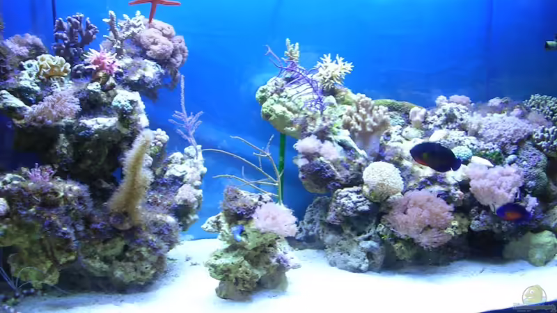 Aquarium Hauptansicht von Becken 2918 Aquarium Hauptansicht von Becken 2918