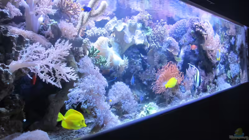 Aquarium Hauptansicht von Becken 29195 Aquarium Hauptansicht von Becken 29195