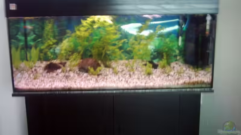 Aquarium Hauptansicht von Becken 2923 Aquarium Hauptansicht von Becken 2923