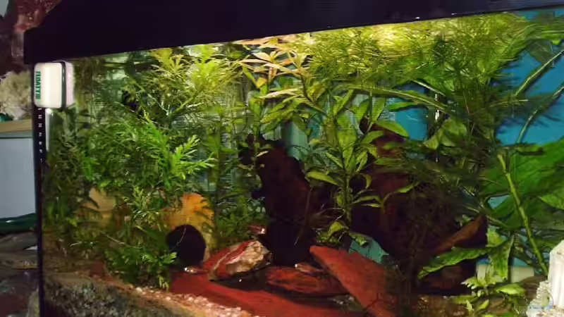 Aquarium Hauptansicht von Becken 2927 Aquarium Hauptansicht von Becken 2927