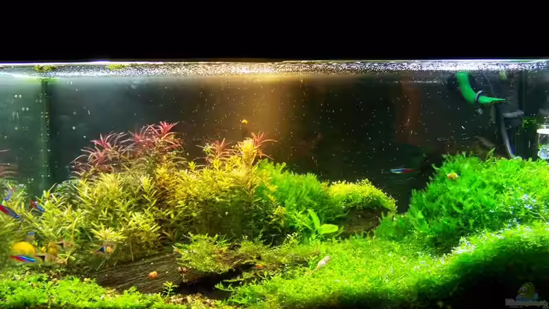 Aquarium Hauptansicht von Becken 2932 Aquarium Hauptansicht von Becken 2932