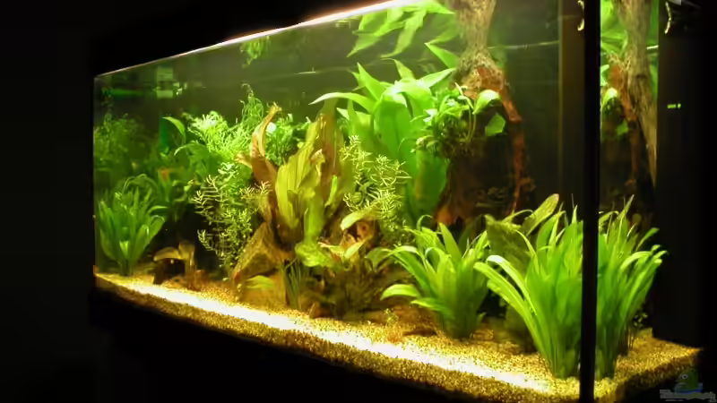 Aquarium Hauptansicht von Becken 2937 Aquarium Hauptansicht von Becken 2937