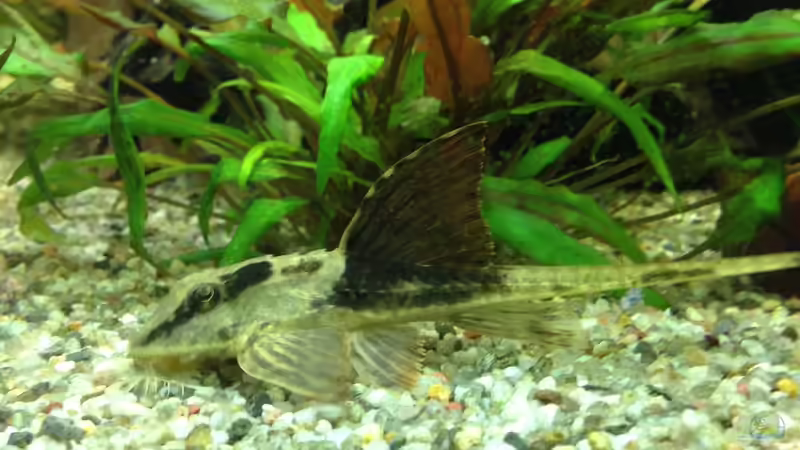 Aquarium Hauptansicht von Becken 29458 Aquarium Hauptansicht von Becken 29458