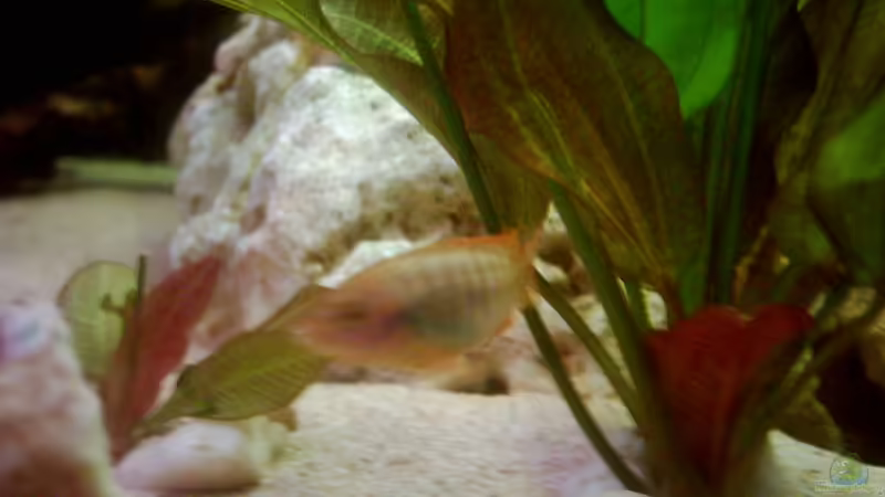 Aquarium Hauptansicht von Becken 2955 Aquarium Hauptansicht von Becken 2955