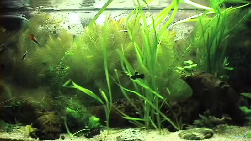 Aquarium Hauptansicht von Becken 2957 Aquarium Hauptansicht von Becken 2957