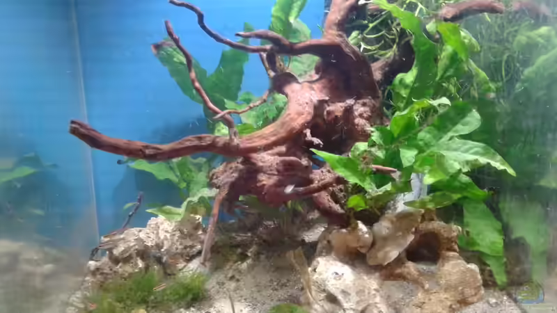 Aquarium Hauptansicht von Becken 29717 Aquarium Hauptansicht von Becken 29717