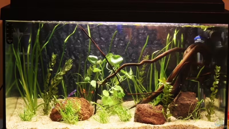 Aquarium Hauptansicht von Becken 2973 Aquarium Hauptansicht von Becken 2973