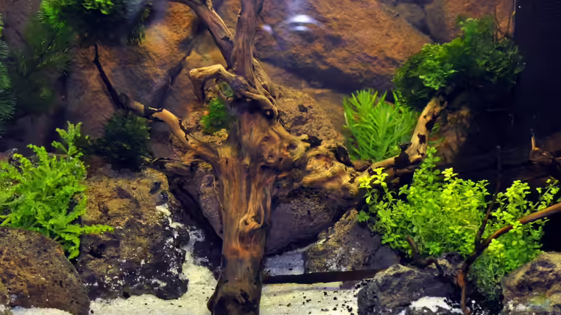 Aquarium Hauptansicht von Becken 29837 Aquarium Hauptansicht von Becken 29837