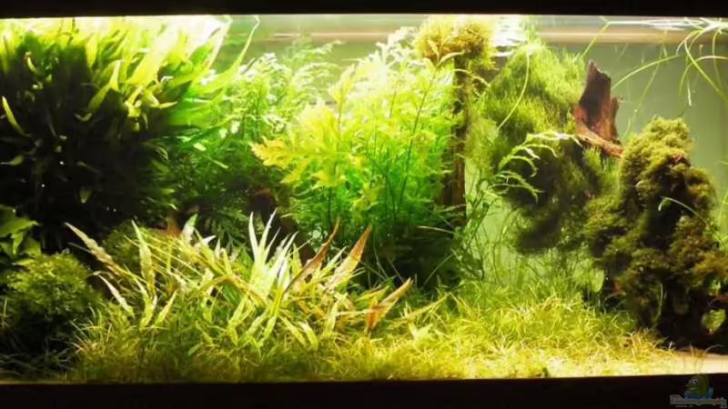 Aquarium Hauptansicht von Becken 300 Aquarium Hauptansicht von Becken 300