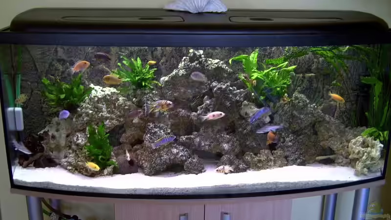 Aquarium Hauptansicht von Becken 3019 Aquarium Hauptansicht von Becken 3019