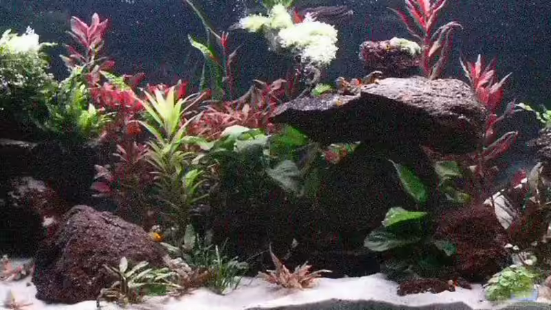 Aquarium Hauptansicht von Becken 3026 Aquarium Hauptansicht von Becken 3026