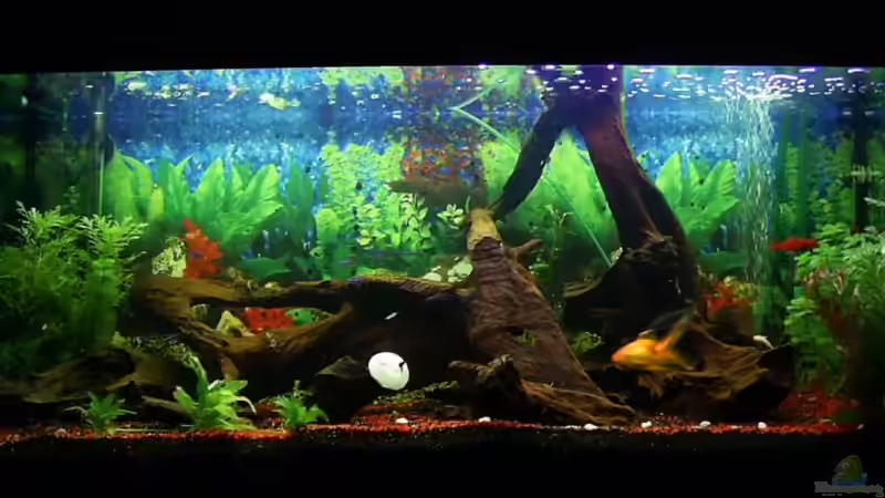 Aquarium Hauptansicht von Becken 3053 Aquarium Hauptansicht von Becken 3053