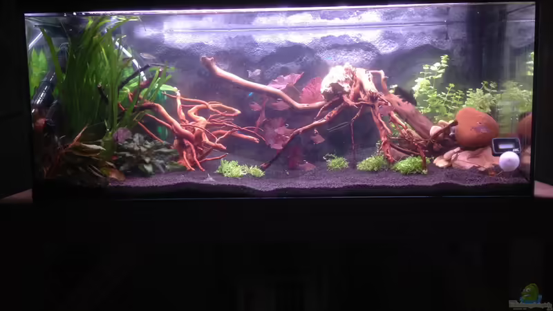 Aquarium Hauptansicht von Becken 30559 Aquarium Hauptansicht von Becken 30559