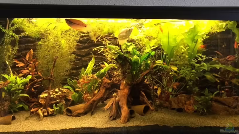 Aquarium Hauptansicht von Becken 30604 Aquarium Hauptansicht von Becken 30604