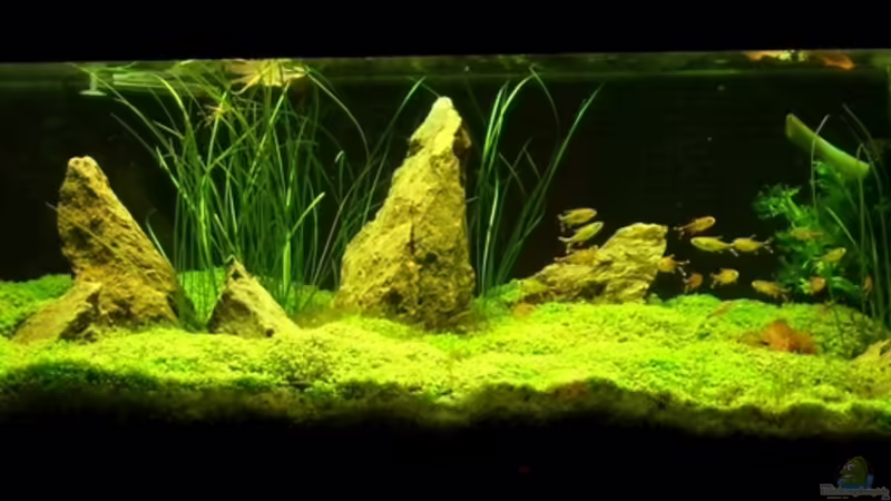 Aquarium Hauptansicht von Becken 3067 Aquarium Hauptansicht von Becken 3067