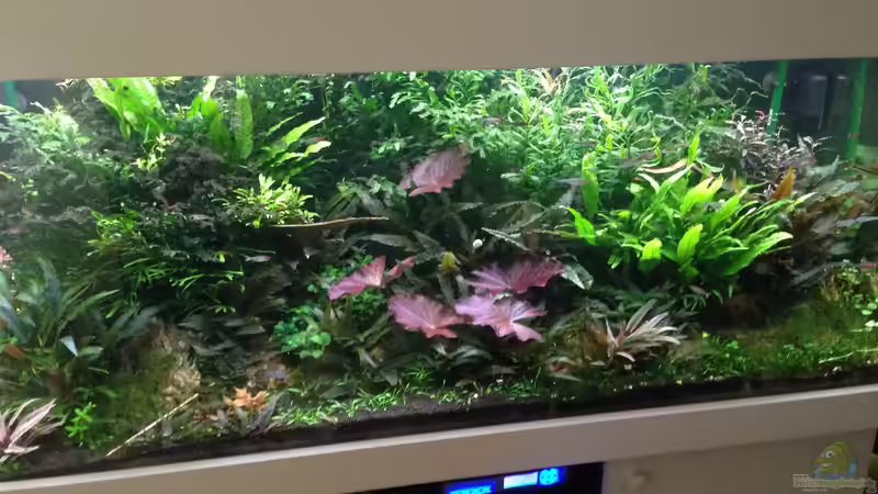 Aquarium Hauptansicht von Becken 30681 Aquarium Hauptansicht von Becken 30681