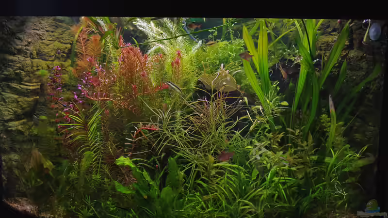 Aquarium Hauptansicht von Becken 30769 Aquarium Hauptansicht von Becken 30769