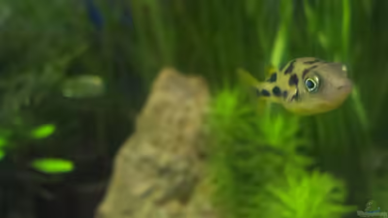 Aquarium Hauptansicht von Becken 30770 Aquarium Hauptansicht von Becken 30770