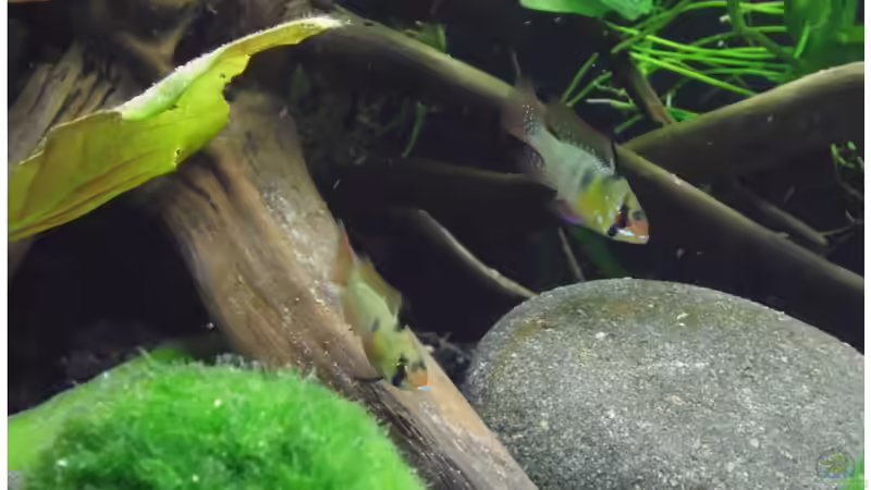 Aquarium Hauptansicht von Becken 30791 Aquarium Hauptansicht von Becken 30791