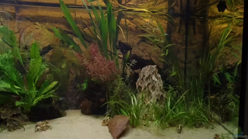 Aquarium Hauptansicht von Becken 30852 Aquarium Hauptansicht von Becken 30852