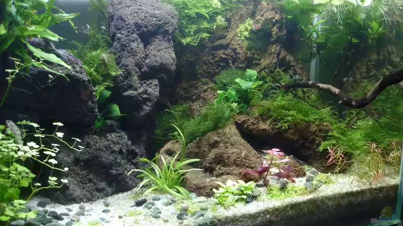 Aquarium Hauptansicht von Becken 30881 Weißwangengrundel-Becken Aquarium Hauptansicht von Becken 30881 Weißwangengrundel-Becken